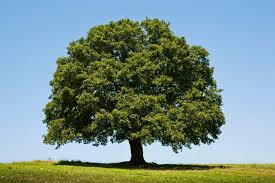 incredible facts about white oak trees