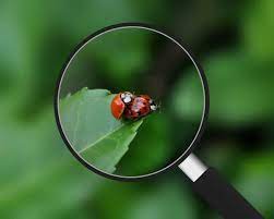 Magnifying Glass Ladybugs Stock Photo