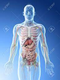 Endocrine glands of the upper torso. 3d Rendered Illustration Of A Mans Upper Body Anatomy Stock Photo Picture And Royalty Free Image Image 117700539