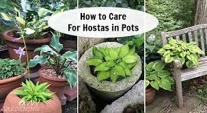 How To Care For Hostas In Pots The