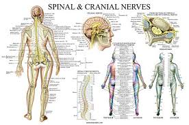 Spinal Nerves Anatomical Chart Spine And Cranial Nervous System Anatomy Poster With Dermatones Laminated 18 X 27