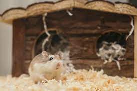 Do Hamsters Eat Their Bedding How To