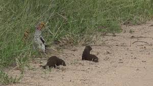 Since most predators don't wish to eat rotten meat, the foul smell usually associated with the playing dead behavior, deters eating the imposters. A Dwarf Mongoose Plays Dead Youtube