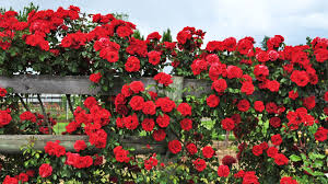 how to grow climbing roses in a small