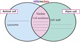While both animal and plant cells have a soft, flexible membrane, the membranes of most plant cells are covered by stiff, angular cell walls. Textbook Solution