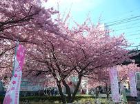 Miura Kaigan Cherry Blossom Festival