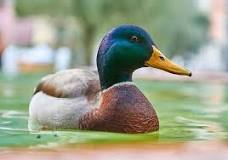 what-do-ducks-symbolize