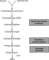 Porphyrias An Overview Sciencedirect Topics