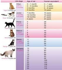 Cat Years To Human Years Comparison Chart With This In Mind