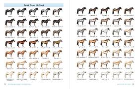The Ultimate Guide To Horse Colors Blue Lake Stables