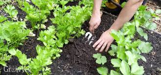 Mulching To Save Time And Water In Your
