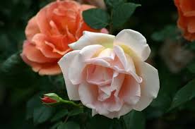 sacred roses the spiritual symbolism