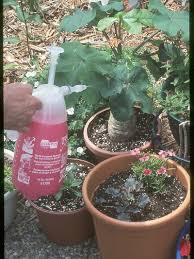 fertilizing container gardens how to