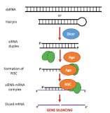 What is difference between siRNA and shRNA?
