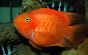 hd wallpaper red ikan parrot fish 3840