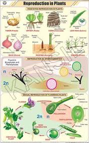 Reproduction In Plants For Botany Chart