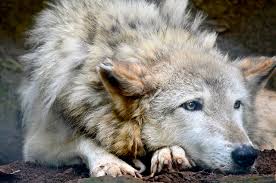 The lyrics to the single were previewed a day… Is The Endangered Species Act S Protection Of Gray Wolves Too Broad For Minnesota Minnpost