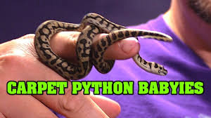 hatchling baby carpet pythons