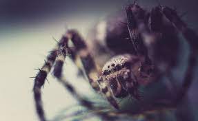 Natural Spider Repellant Ideas