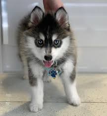 pomsky puppies celtic star