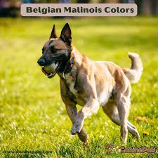 complete belgian malinois colors