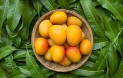 Are mangos an acidic fruit?