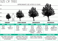Apple Tree Spacing Chart Midwest Fruit Trees In Your