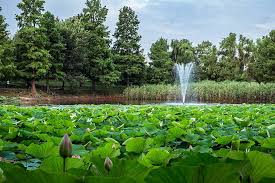Lake Blooming Egyptian Lotus Beauty