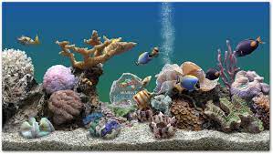 marine aquarium the ultimate