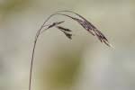 Festuca acuminata / Fétuque acuminée / Poaceae ... - FLOREALPES