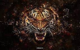 Tiger HD Wallpapers - Wallpaper Cave