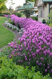 Lavender Garden Plants
