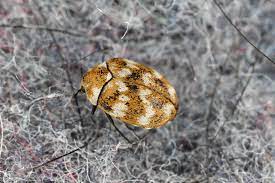6 common signs of carpet beetles in