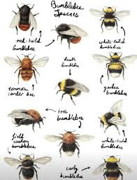 Bumblebees Chart In 2019 Bee Art Bee Keeping Insects
