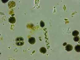 Phytoplankton like it hot: Warming boosts biodiversity and photosynthesis in phytoplankton | EurekAlert!