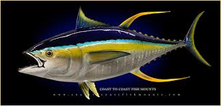 yellowfin tuna fish mounts replicas