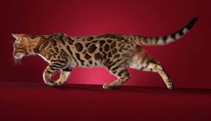 We breed for health temperament and beautiful bengal. Mystre S Bengals Cattery Breeder Of Superior Bengal Kittens And Cats In Houston Texas