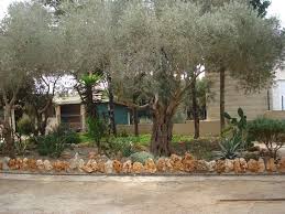 Mt Carmel Olive Tree Olive Tree