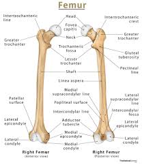 femur thigh bone definition