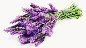 Check spelling or type a new query. What Lavender Can Do For You Origin Uses And More