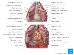 Basic rib anatomy consists of a head, neck, tubercle, angle, shaft, and costal groove. Thorax Anatomy Wall Cavity Organs Neurovasculature Kenhub