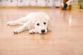 removing pet urine stains from hardwood