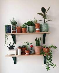 plants on shelf plantendecor