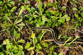 what are garden snakes storables