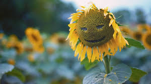 1920x1080 sunflower smiley laptop full