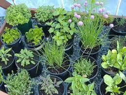 easiest herbs to grow in your garden