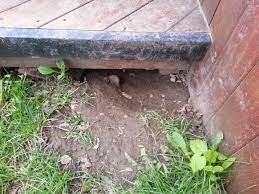 Make sure you are not disturbing any neighbors with it. Raccoons Under Your Deck