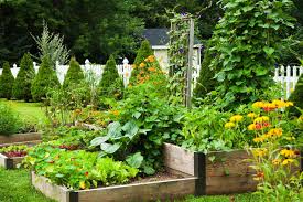 13 vegetables that grow in the shade