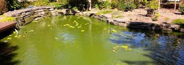 how to eliminate green pond water