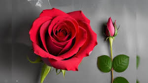happy rose day wishes for friend